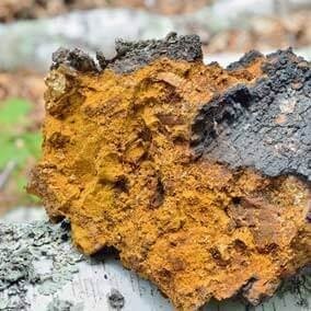 ingredients-chaga